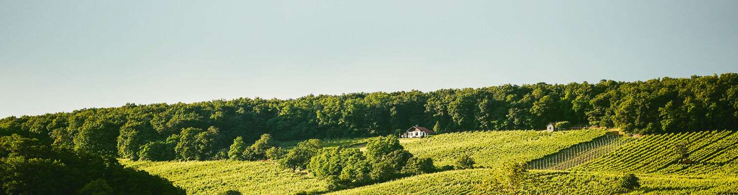 Wein Shop Neckenmarkt Neckenmarkt die Winzer